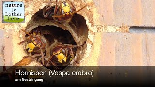 Hornissen Vespa crabro am Nesteingang [upl. by Uriah]