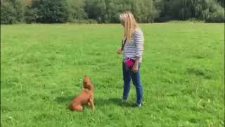 Working cocker spaniel puppy in training tricks and obedience 5 months old [upl. by Aihpos]