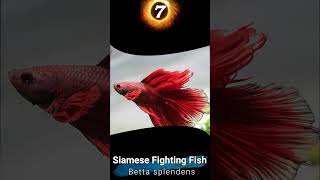 Types of Different Betta Species  Top 10 Rare amp Common Aquarium Betta Fish [upl. by Azmuh456]