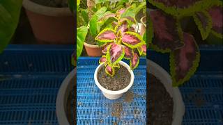 Coleus plant easy reporting in soil trending reporting shorts [upl. by Aikkin]