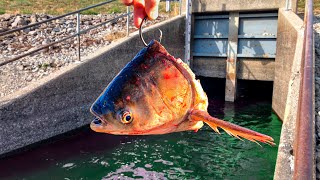 I Caught a RARE New Species in this DEEP Spillway [upl. by Guss650]