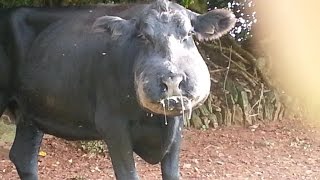 Infected Cow Looks Like Hippo Severely Swollen Face Churston UK Rumen Fluke Infection Bottle Jaw [upl. by Atiluj]