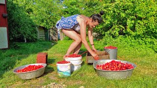 The farmers wife is picking strawberries Life in the village on a small farm [upl. by Anniken]