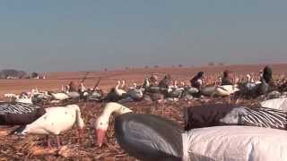 spring snow goose hunting flatland outfitters Zarse [upl. by Aicekal208]