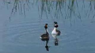 Crested grebes dancing [upl. by Newcomer665]