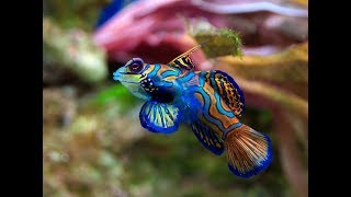 Facts The Mandarinfish [upl. by Anassor]