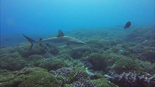 POLYNESIE FAKARAVA plongée aux Tuamotu Polynésie [upl. by Ajna]