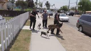 National City K9 Officer Attacked During Suspect Search [upl. by Bevvy519]