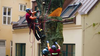 Zerstörung des NATURDENKMALs  BLUTBUCHE Nr576 Wien  Drama einer jahrelangen Vernachlässigung [upl. by Adnuhs]