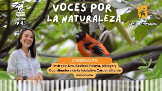 EP5 Cardenalito  Voces por la Naturaleza [upl. by Adnoved]