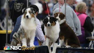 WATCH Behind the scenes of the 2023 National Dog Show Breed Judging  NBC Sports [upl. by Eecyak]