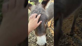 Conway the donkey farm donkey animal fyp funny shorts [upl. by New]