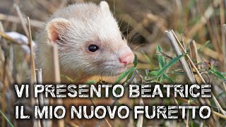 Vi presento BEATRICE  IL MIO NUOVO FURETTO [upl. by Wallraff]