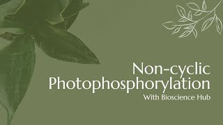 Noncyclic Photophosphorylation [upl. by Ojiram]