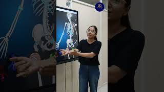 Bones of forelimbs  Locomotion and movement  class 11 By Dr Priyanka anatomytrains bones [upl. by Kalmick874]