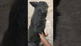 German shepherd funnyvideo dog doglover shortvideo germanshepherd trending trendingshorts [upl. by Occir]