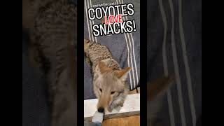 COYOTE SNACKS🐺 ❤️ weavethecoyote wildlife puppy duckholliday dog love nature friends cute [upl. by Tnecillim]