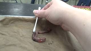 Earthworm Response Lab Vinegar Qtip Test [upl. by Anairotciv]