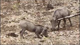 wildlifekrugernationalparkbushpigs eatingviralvideosouthafrica [upl. by Coonan]