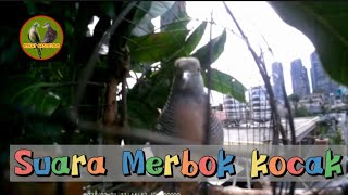 Suara Merbok Kocok “Si Mat Keri” [upl. by Griffy]