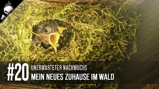 20 VOGELNEST plötzlich bewohnt 🐣 JUNGVÖGEL auf der Baustelle 👷🏼‍♂️ [upl. by Melia]