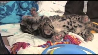 Denver Zoos clouded leopard cubs socialize [upl. by Rihsab]