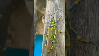 Grasshopper🦗 insect part 1 grasshopper grasshoppers insects forest vlog short [upl. by Oilcareh]