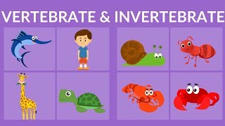 Vertebrate and Invertebrate animals  Video for Kids [upl. by Compte]