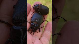 Scarab beetles Strategus 🇨🇷 Costa Rica [upl. by Euqinimod358]