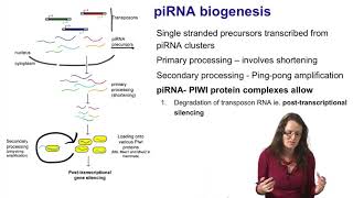 6 Noncoding RNAs piRNAs [upl. by Blader]