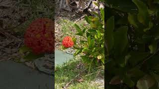 Beerwah heights manor flower is beautiful aussiehumour funny food aussie aussieblogger [upl. by Annoyik]