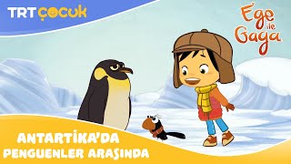 Ege İla Gaga  Antartikada Penguenler Arasında [upl. by Yedrahs]