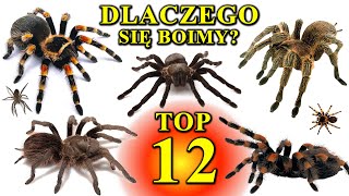 12 Największych PAJĄKÓW Świata  Dlaczego Się Boimy  Arachnofobia🕷 [upl. by Ijneb]