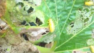 Squash Lady Beetle Larvae  Epilachna borealis [upl. by Guyon]