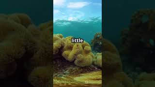 The Amazing Giant Larvacean Oceans Secret Engineer facts usa shortsvideo deepseadiver shorts [upl. by Aihcats]