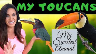 MY PET TOUCANS My Ivory Billed Aracari and Toco Toucan [upl. by O'Hara]