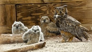 ONE Central Florida Short Owl Super Mom [upl. by Ayrad462]