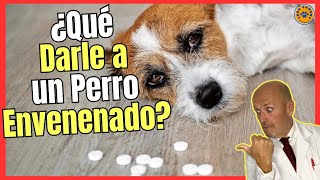 🚑 ¿QUE DARLE A UN PERRO ENVENENADO 🚑 [upl. by Wade92]