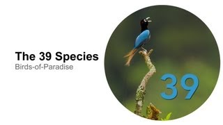 The 39 Species [upl. by Husch]