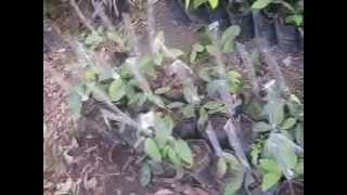 Grafting a Rambutan Tree [upl. by Salakcin]