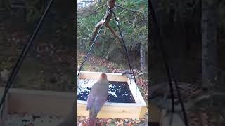 Watch the female cardinal and marsh wren观赏雌性北美红雀和鹪鹩。birds 鸟类 birdfeeder nature birdwatching [upl. by Emilee]