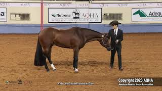 2023 Nutrena AQHA World and Adequan Select World Amateur Showmanship [upl. by Eng771]