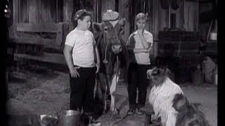 Lassie  Episode 52  quotThe Vetquot  Season 2 26 03041956 [upl. by Eseret918]