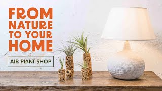 From NATURE to your HOME  Air Plant Shop [upl. by Nita]