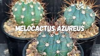 Melocactus Azureus Guia Completo Deste Cacto [upl. by Enelaehs]