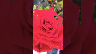 A beautiful single red rose  flowers  2024 shortviral [upl. by Leddy]