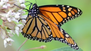 Monarch butterfly eating nectar in flowers [upl. by Rolf]