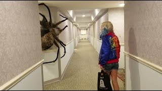 Worlds largest Spider Ever [upl. by Lletnom]