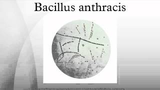 Bacillus anthracis [upl. by Corso613]