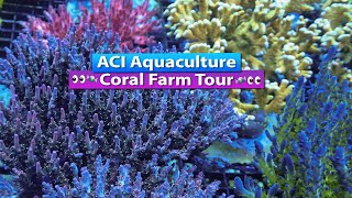 ACI Aquaculture Coral Farm Tour [upl. by Merwyn]